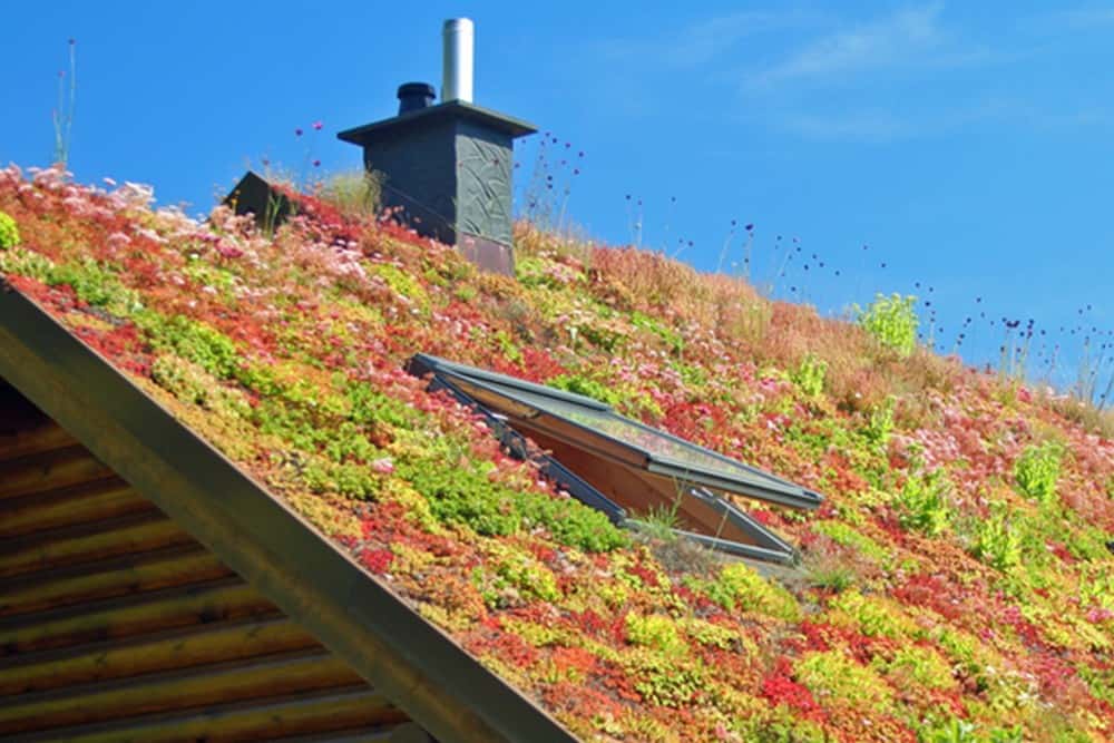 Green Roof System Bristol