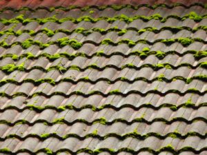 Moss Growth on Domestic Roof