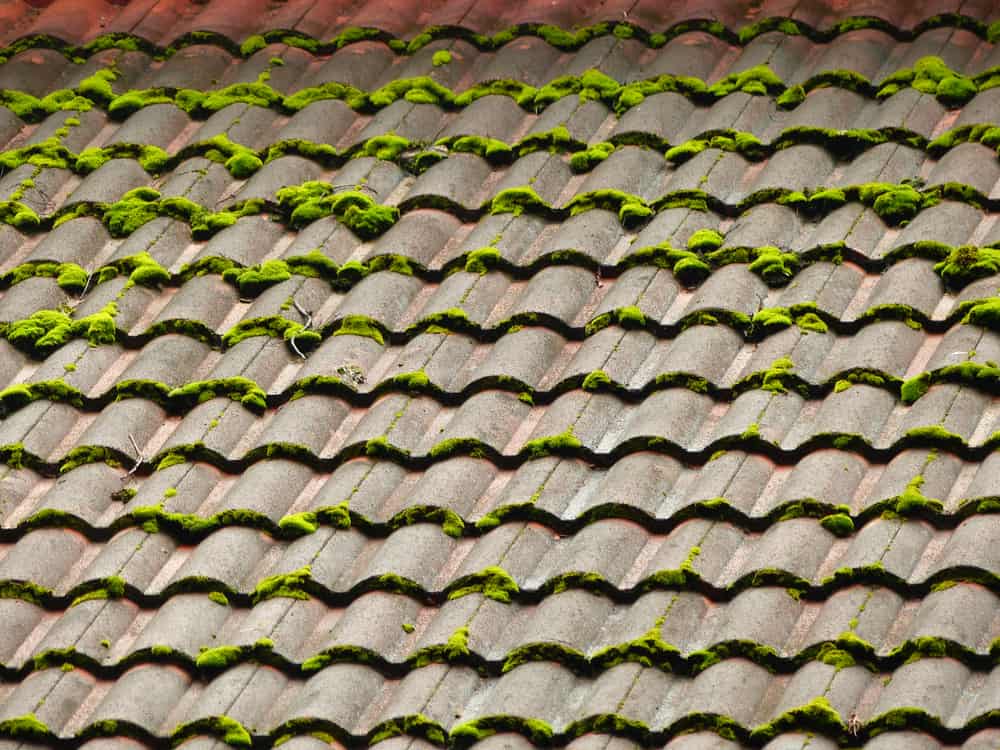 Moss Growth on Domestic Roof